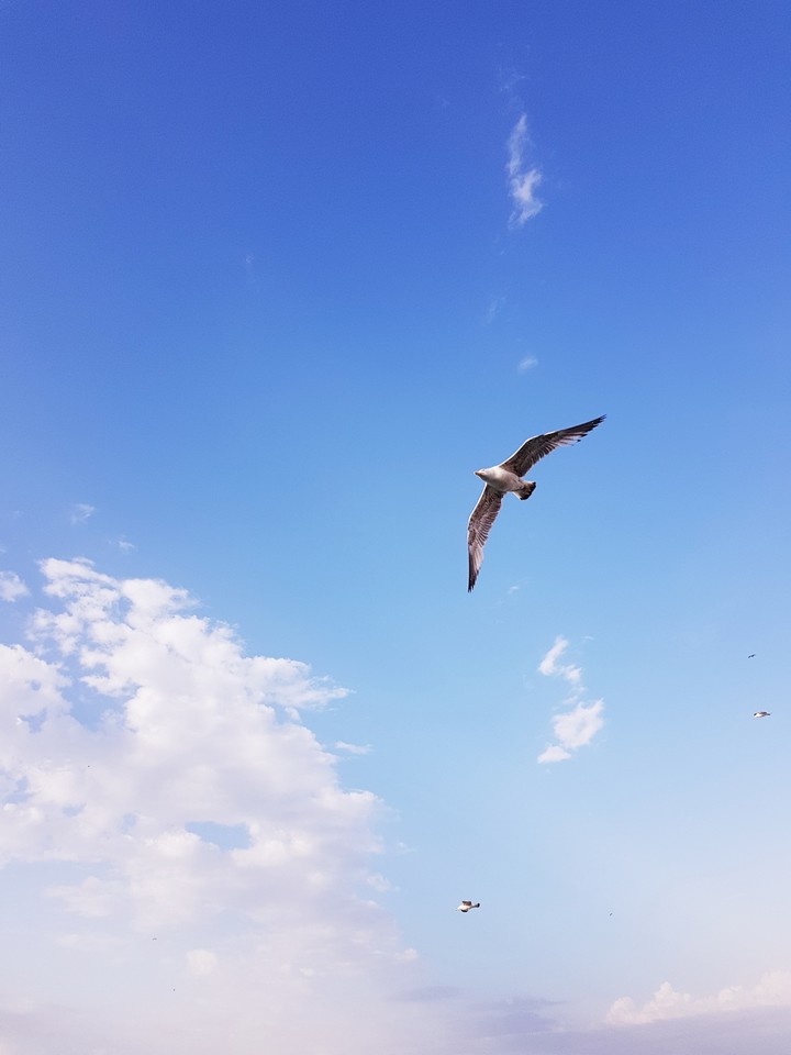 Gulls in the sky