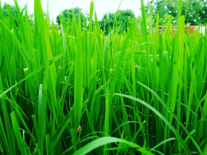 #grass
