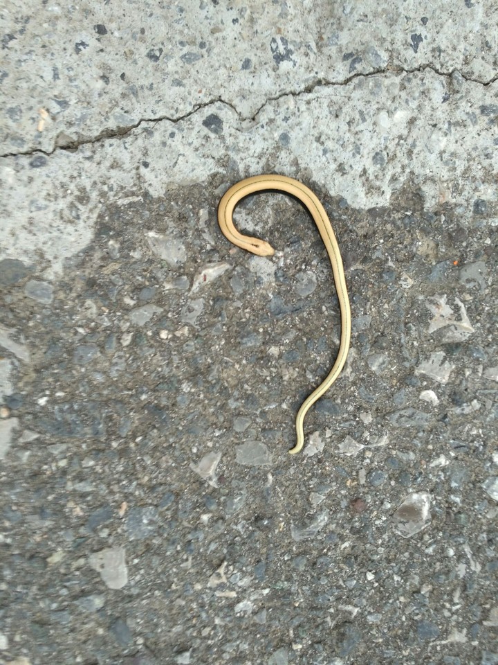 Culebra