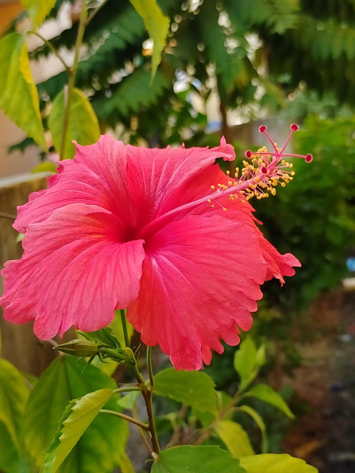 hibiscus