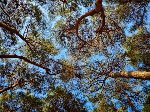 Korea's wonderful pine forest