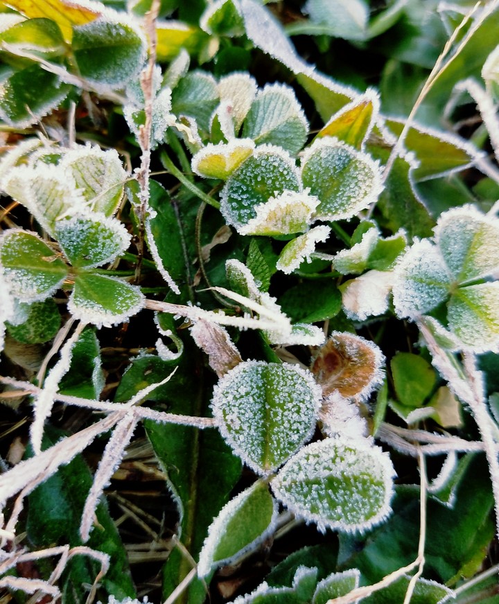 frost