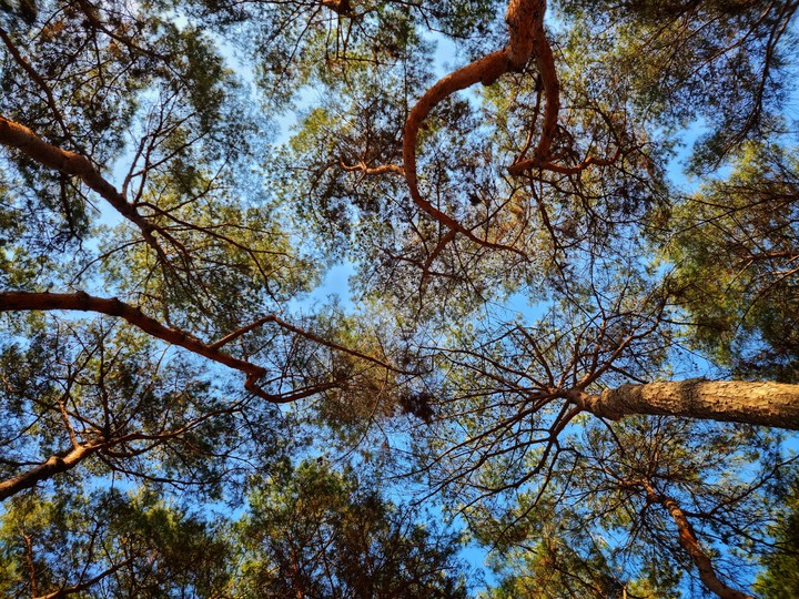 Korea's wonderful pine forest
