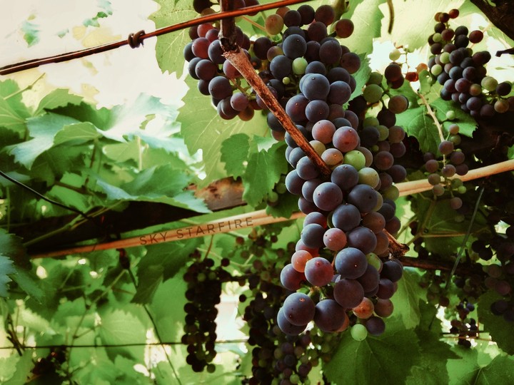 Grapes