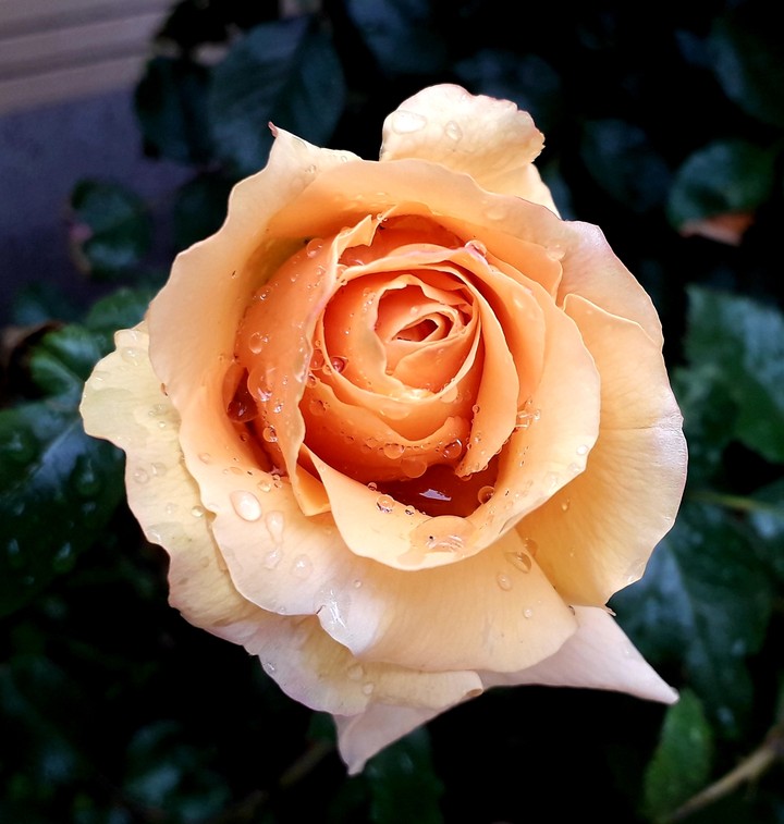 rose