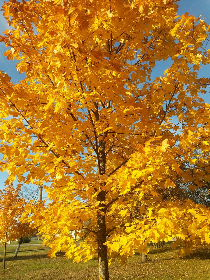 Autumn