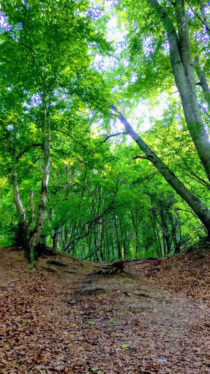 green earth
