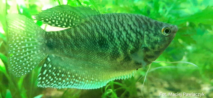 Aquarium