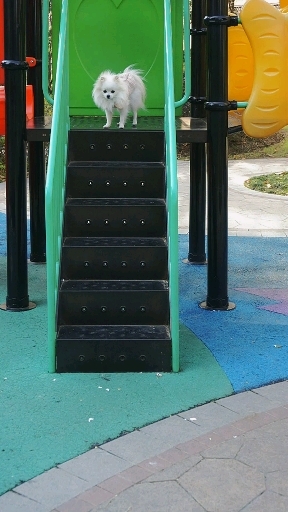 The little princess who is afraid of heights…❤