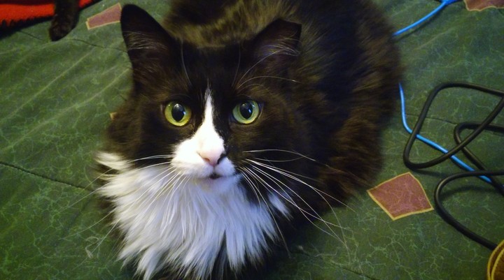 Sammie
