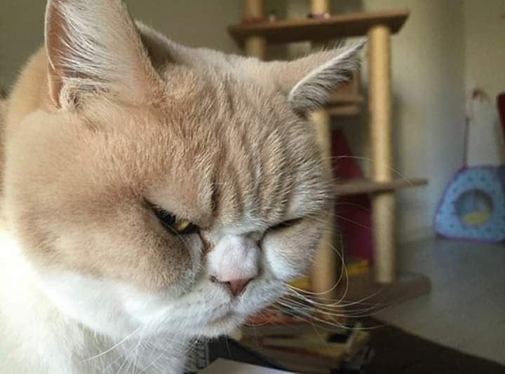 CAT_sama