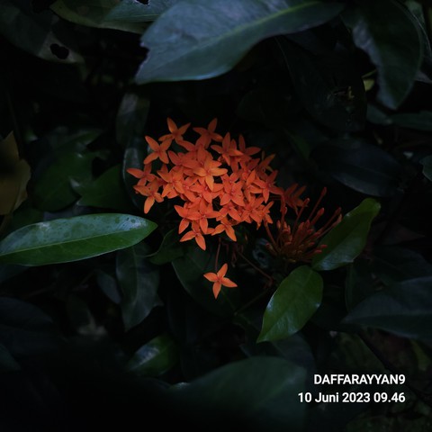 petal, deciduous duvar kağıtları