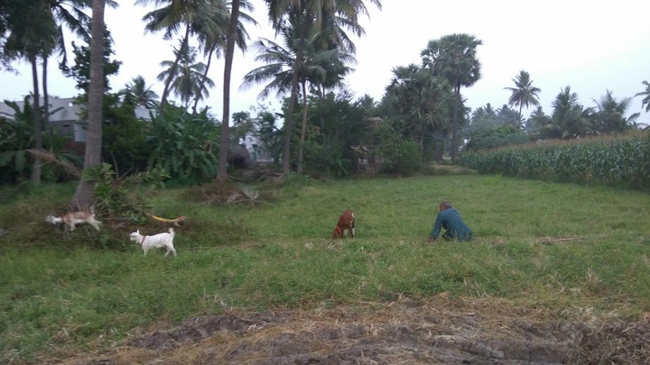 Grazing