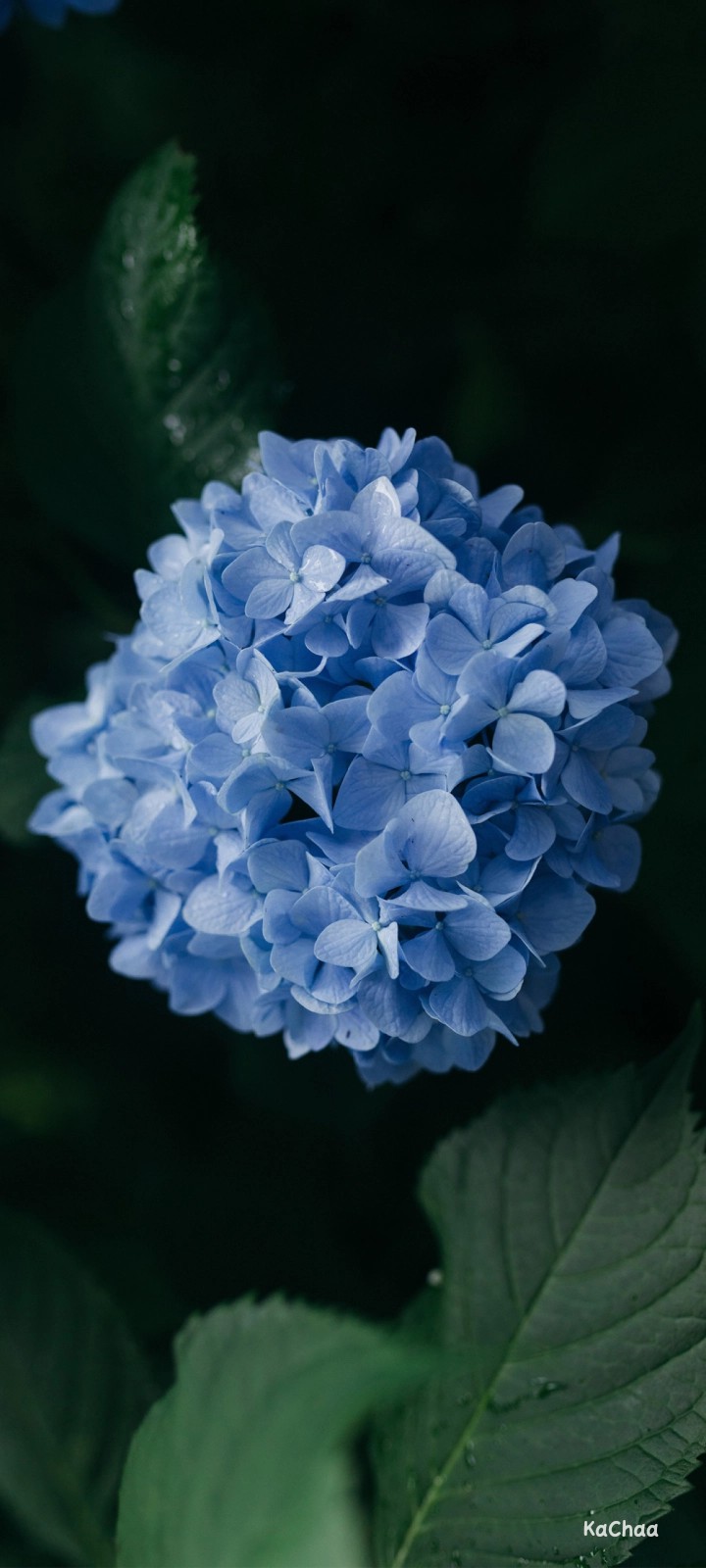 true-blue blooms