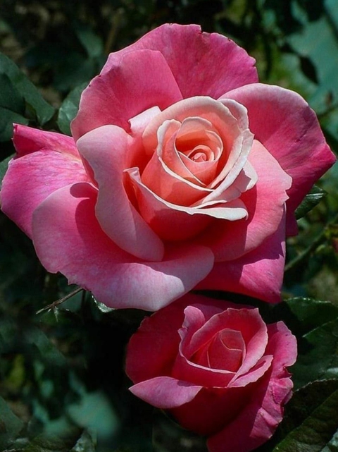 roses