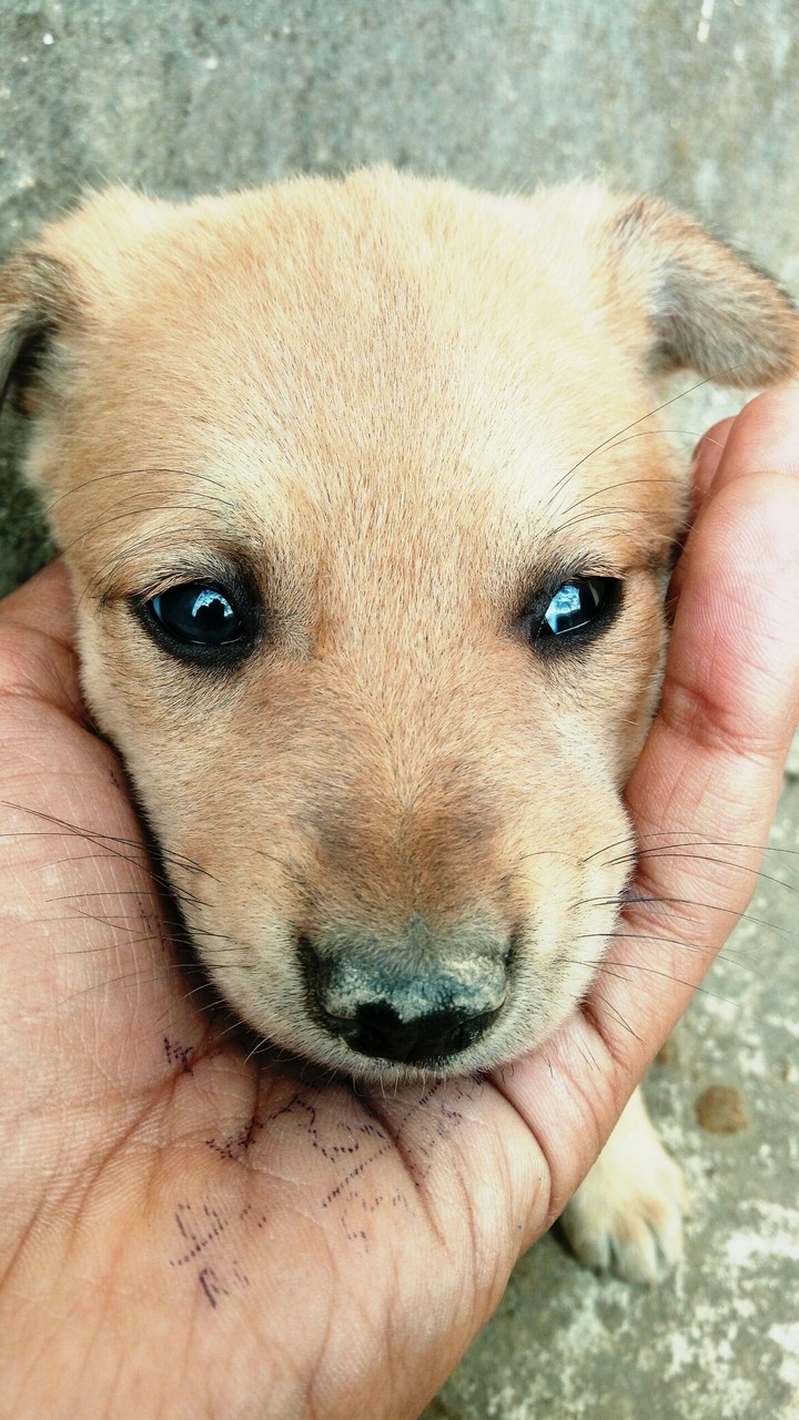 Cute eyes dog