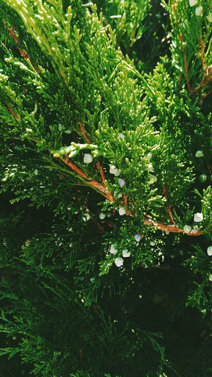 green bush juniper