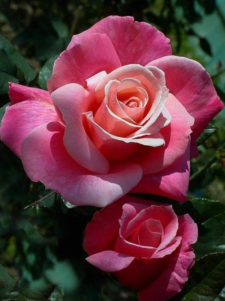 roses