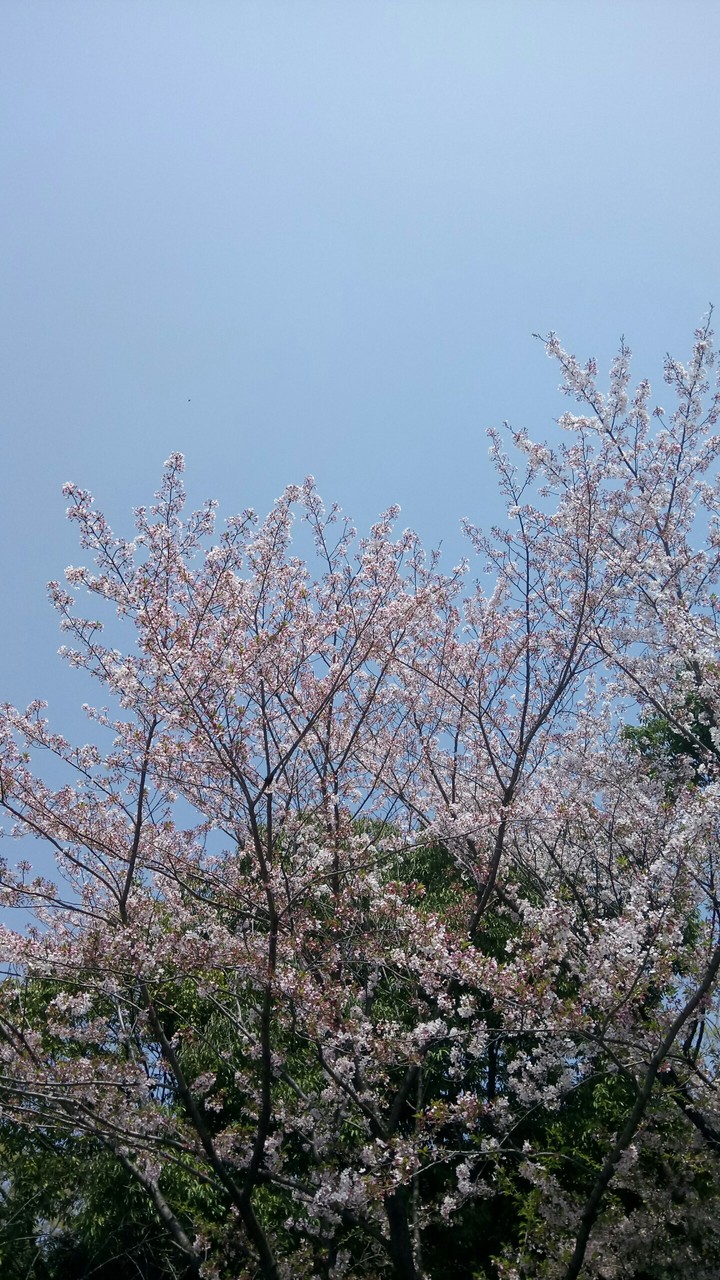 sakura