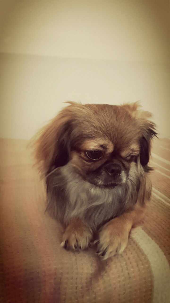 dog. köpek