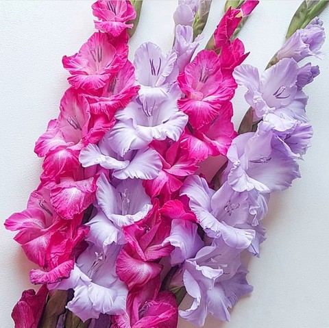 Gladiola