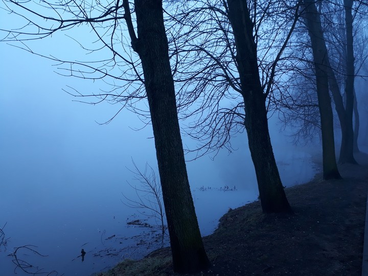 Trees