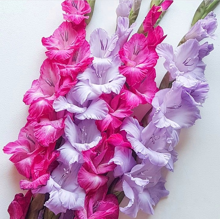 Gladiola