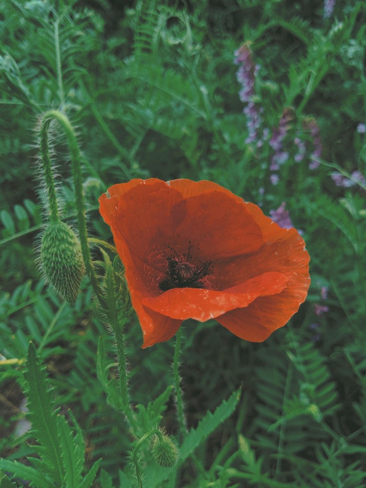 Poppy