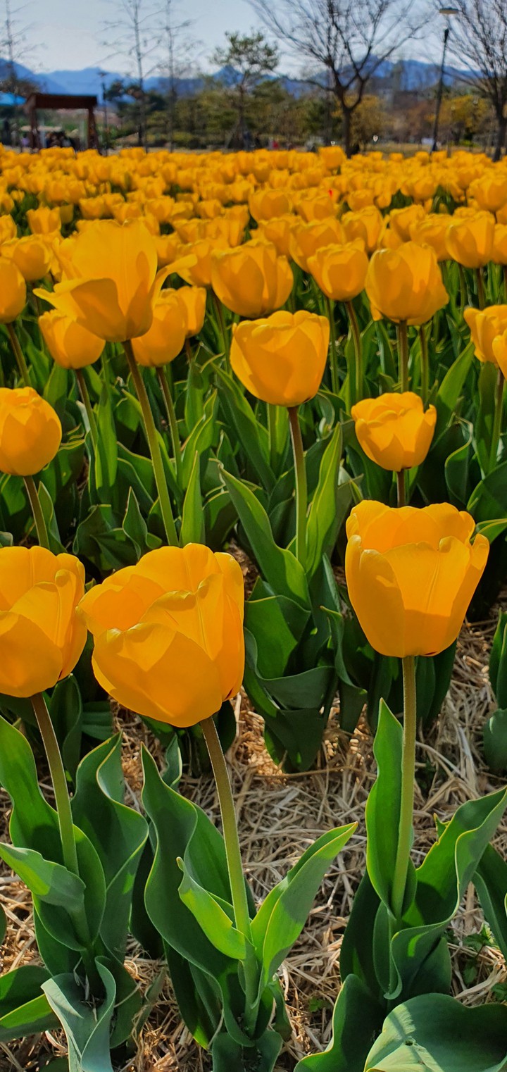 Tulips