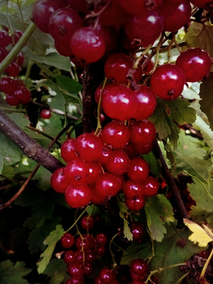 red currant