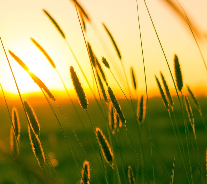 field