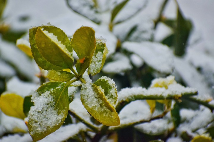 winter covered summers