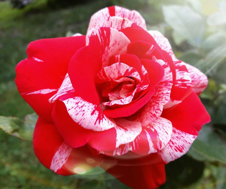 rose