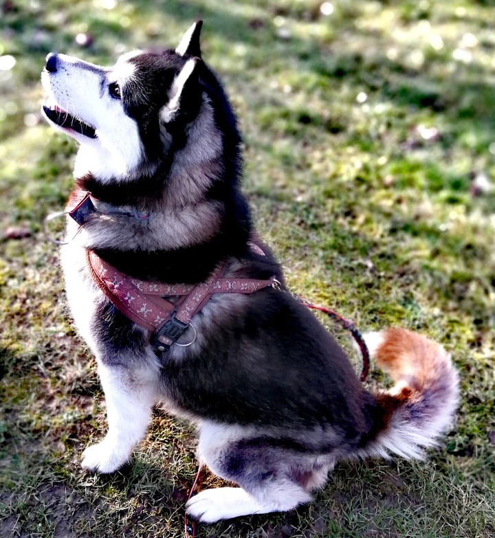 Husky