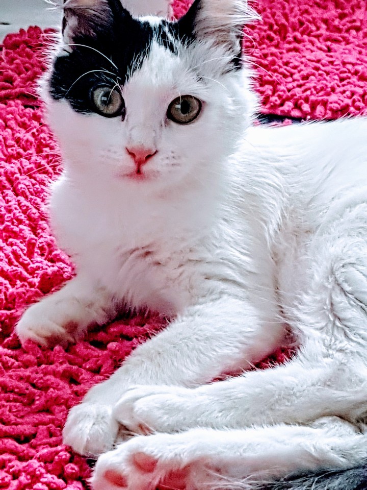 Olaf The Cat