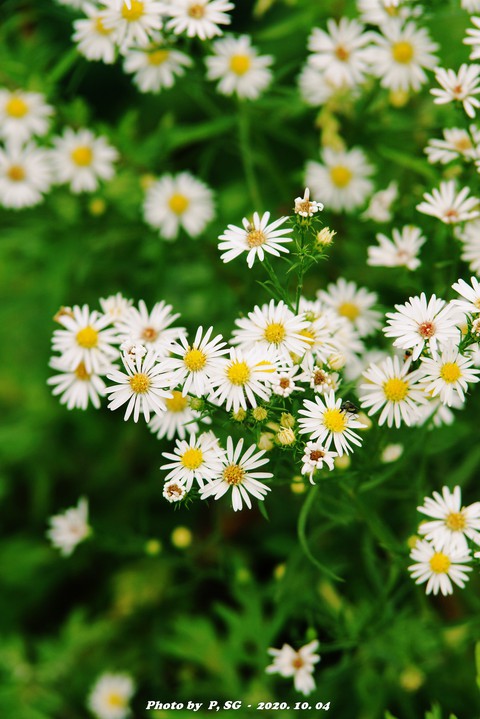 植物, flower壁纸