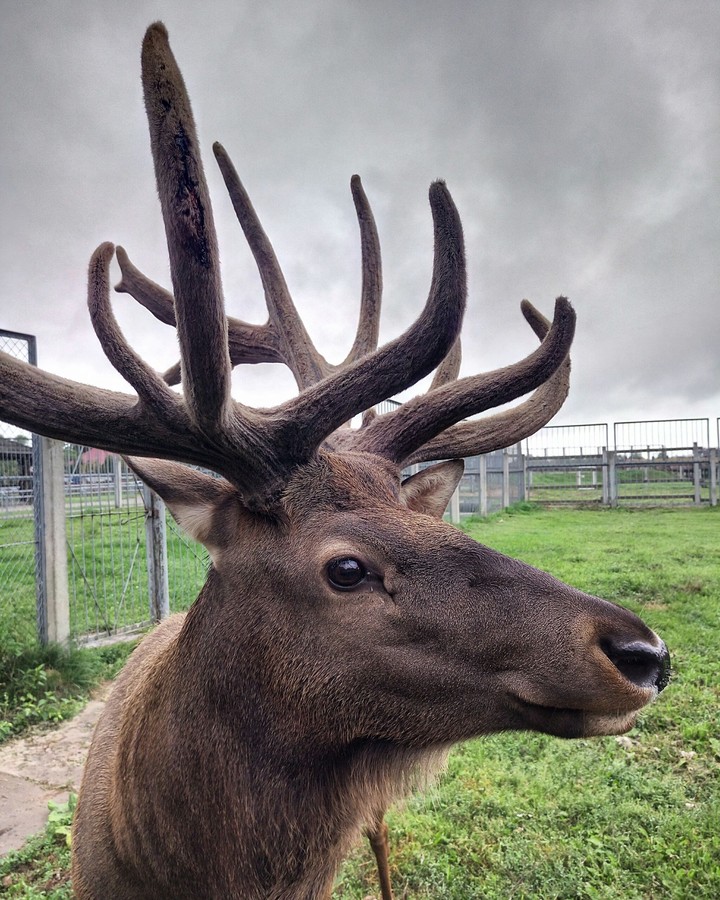 deer