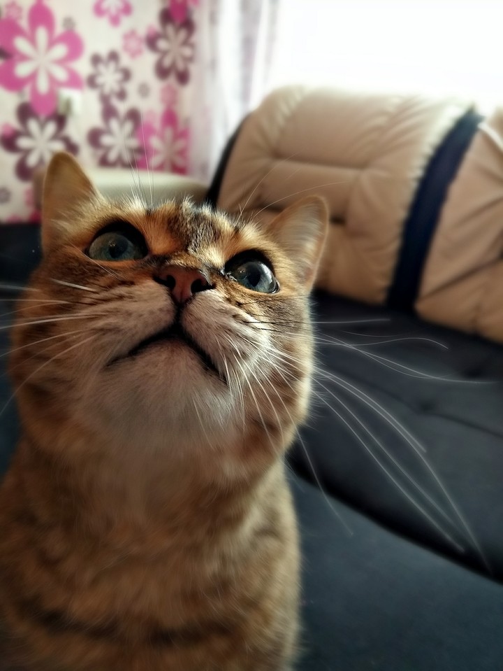 кошка