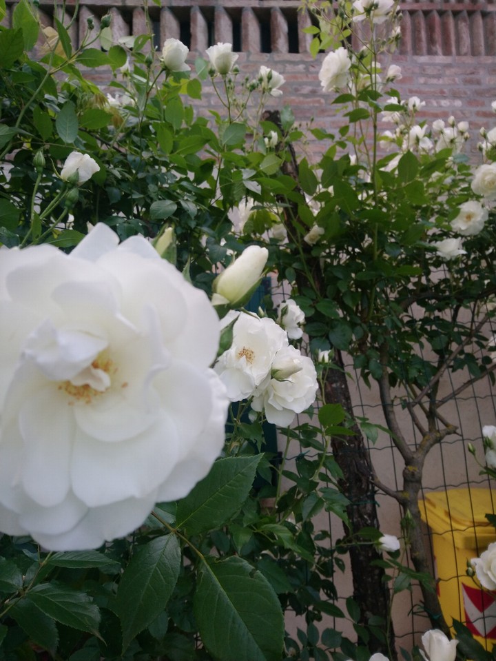 flowers