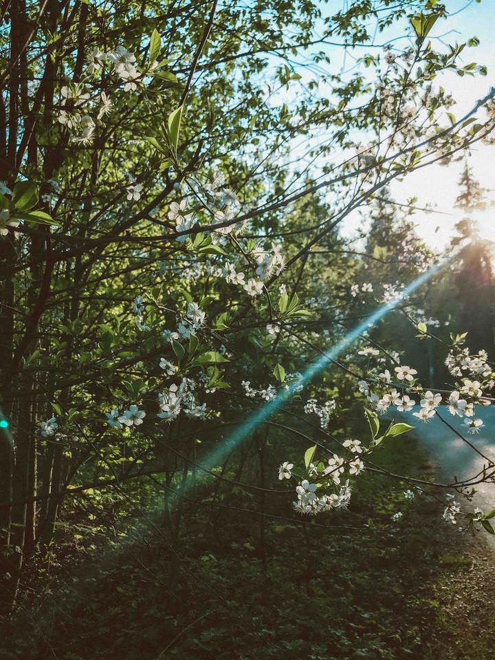 spring