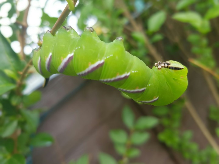 caterpillar
