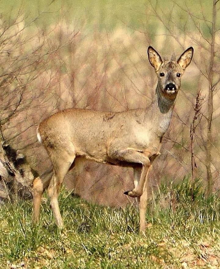 Deer