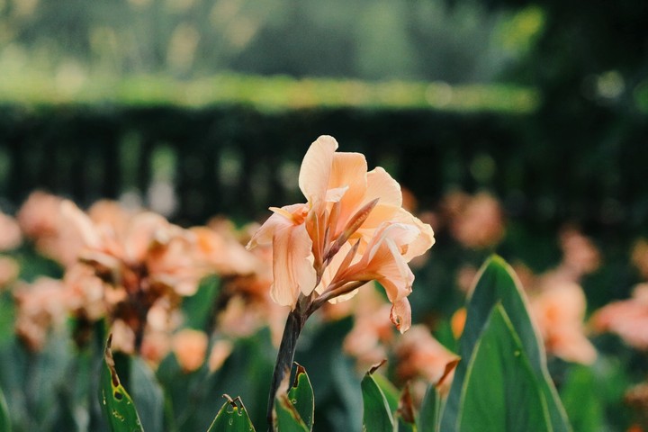 flower