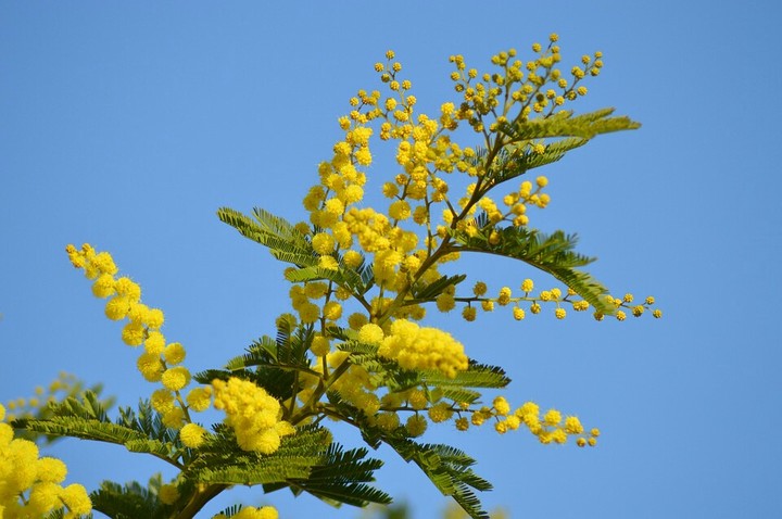 Mimosa