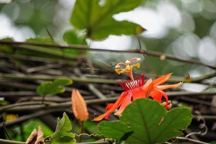 " Red passion flower"