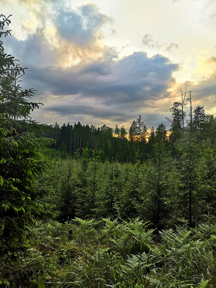 nature