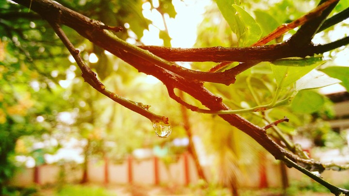 Nature Love