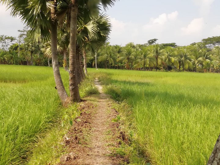 গ্রাম বাংলার রূপ