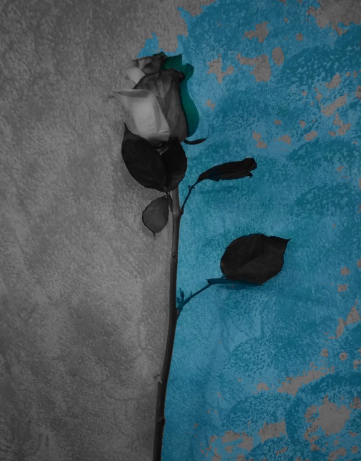 rose