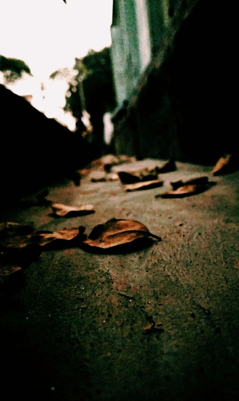 dried leaves